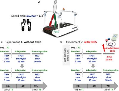 A Single Session of Anodal Cerebellar Transcranial Direct Current Stimulation Does Not Induce Facilitation of Locomotor Consolidation in Patients With Multiple Sclerosis